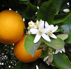 масло апельсина