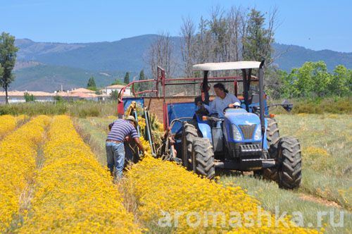 иммортель бессмертник аромашка