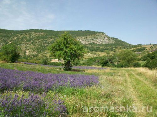 лаванда аромашка