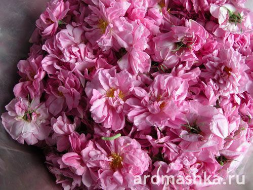 роза дамасская аромашка