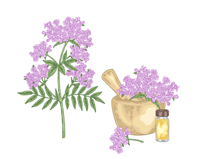 Рисунок цветков валерианы рядом со ступкой и флакончиком эфирного масла