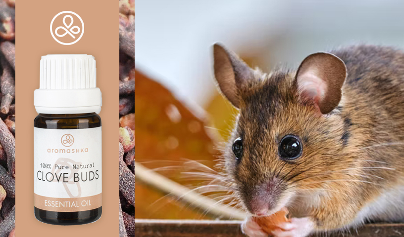 Эфирные масла от мышей и крыс