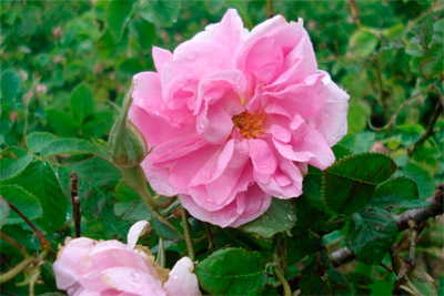 Роза дамасская фото