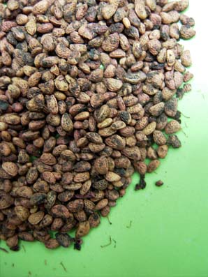 Купить Натуральные косточки клубники