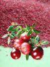 Купить Клюквы экстракт
