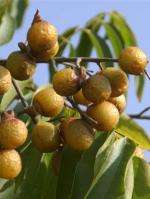 Купить Мыльные орехи (Sapindus Mukorossi)